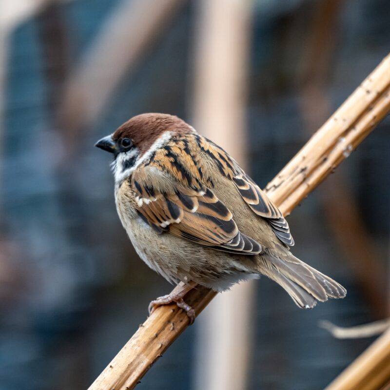 Стартует Всероссийская перепись воробьёв-2026: зачем это нужно и как стать волонтёром?