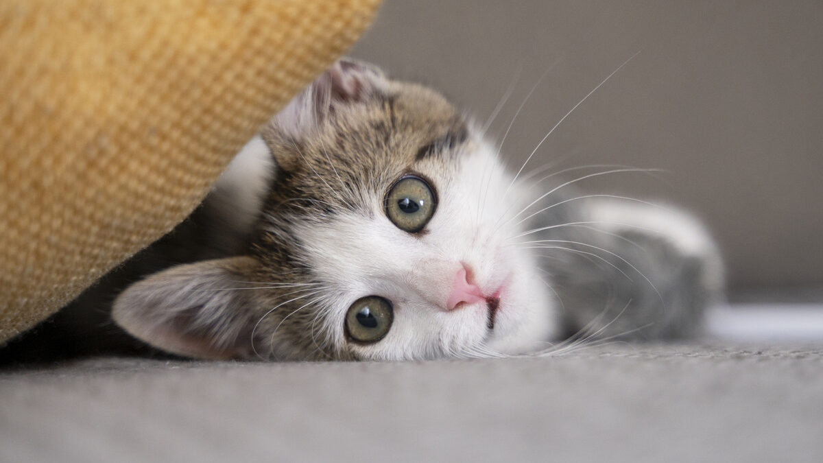 Отмечаем День кошек: как порадовать питомца? Топ-5 идей, история и традиции праздника