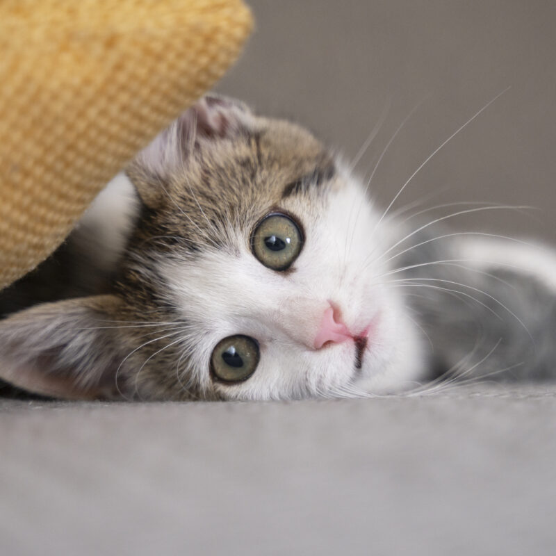 Отмечаем День кошек: как порадовать питомца? Топ-5 идей, история и традиции праздника