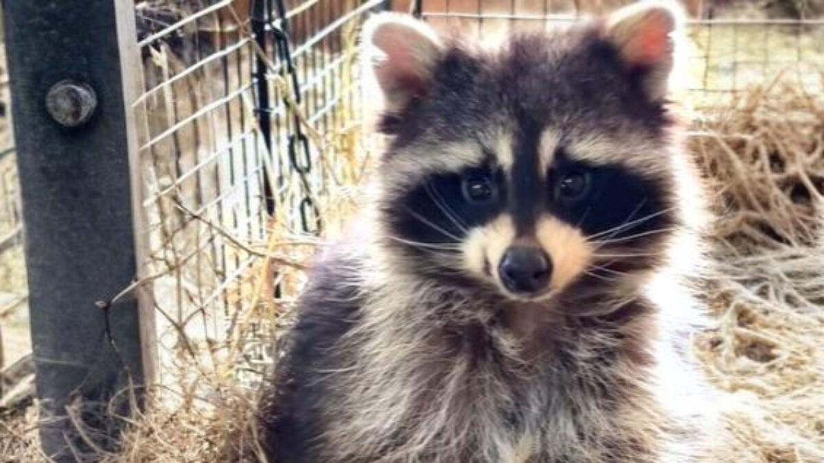 «Гибнут от голода, холода, собак, машин»: горожане нашли на помойке домашнего енота и спасли