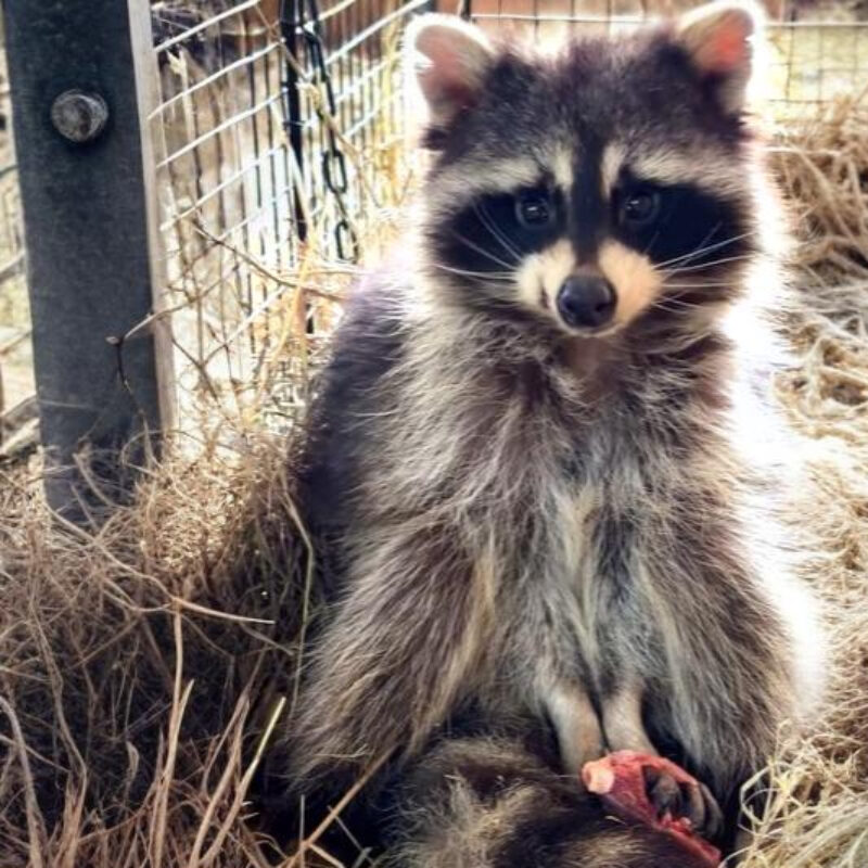 Спасли енота, выброшенного на улицу, волонтёры