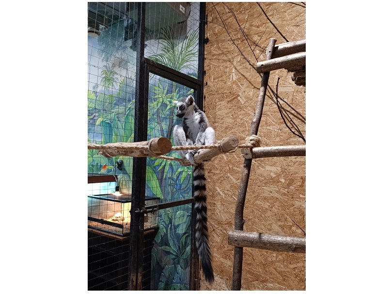 Любовь без границ: подмосковный сафари-парк подарит лемуру из Донецка невесту-гимнастку