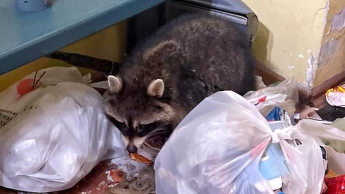 Спасли енота, выброшенного на улицу, волонтёры