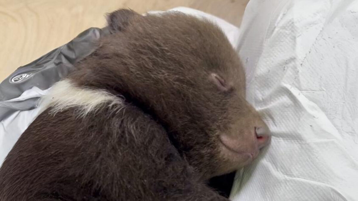 Спасли медвежонка, оставшегося без мамы, волонтёры