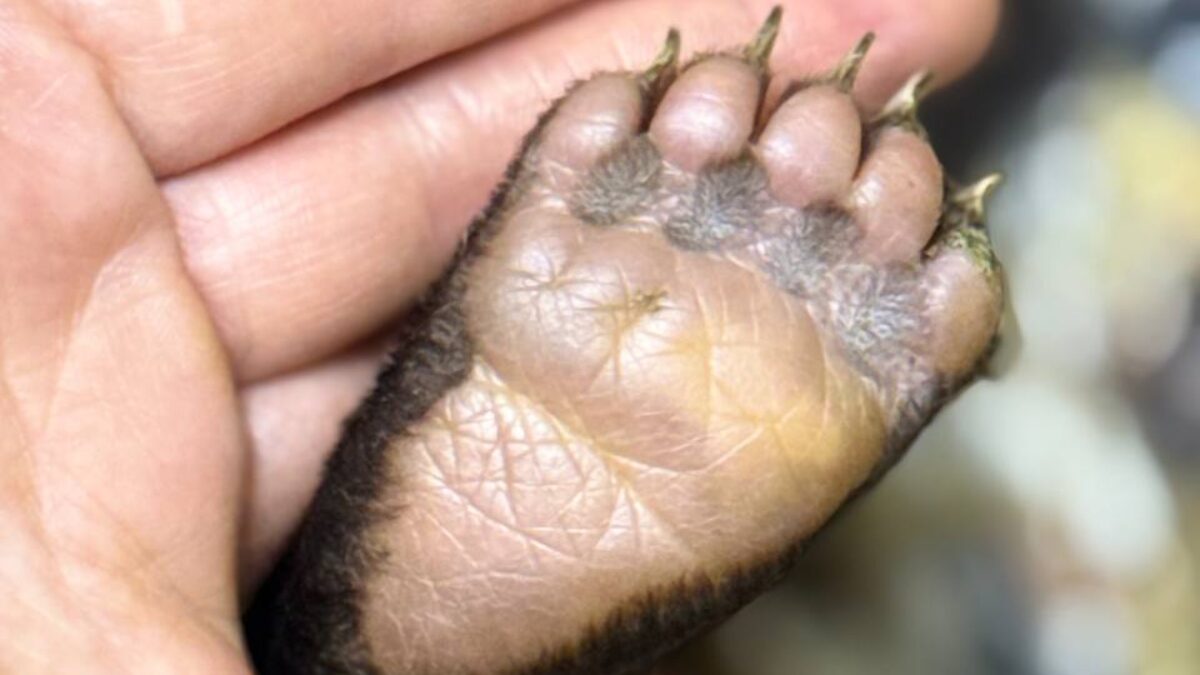 «Без мамы выжить в лесу не было шансов»: месячного медвежонка-сироту выхаживают волонтёры