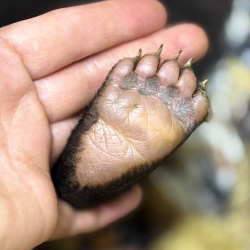 Спасли медвежонка, оставшегося без мамы, волонтёры