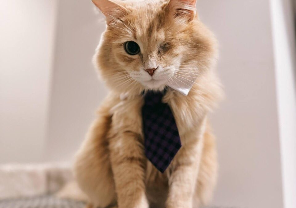 От уличного кота до звезды соцсетей: история Кота Пирата