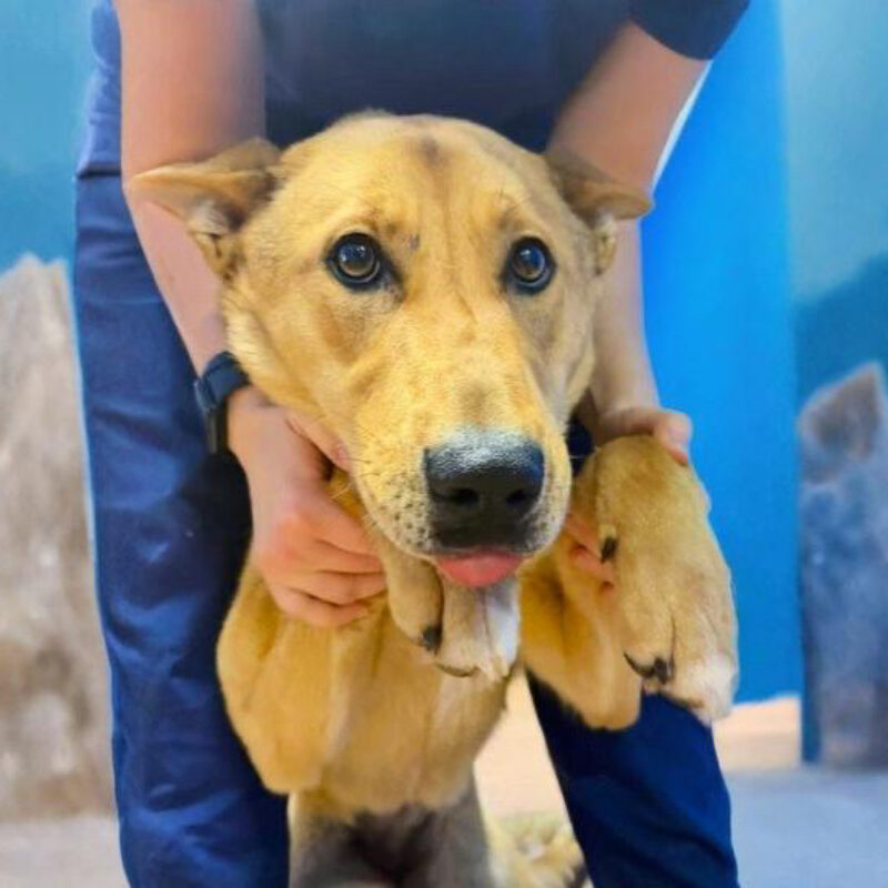 Спасли собаку со сломанным позвоночником волонтёры