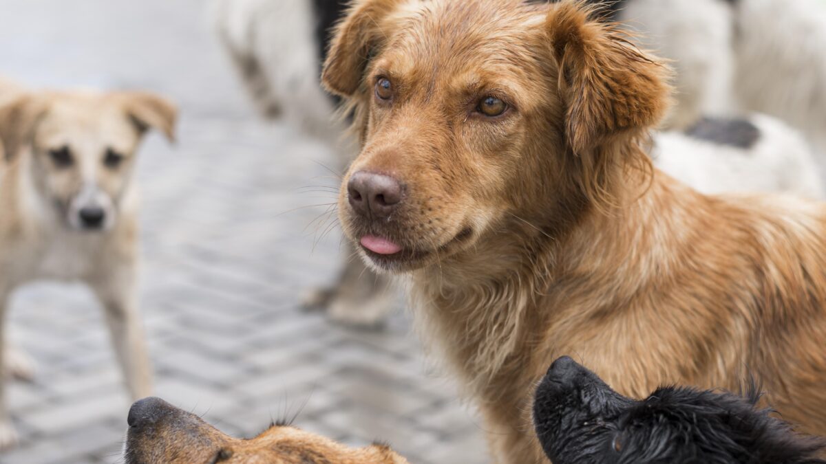 Горячая линия для отлова бездомных собак: как новый законопроект пытается навести порядок во дворах