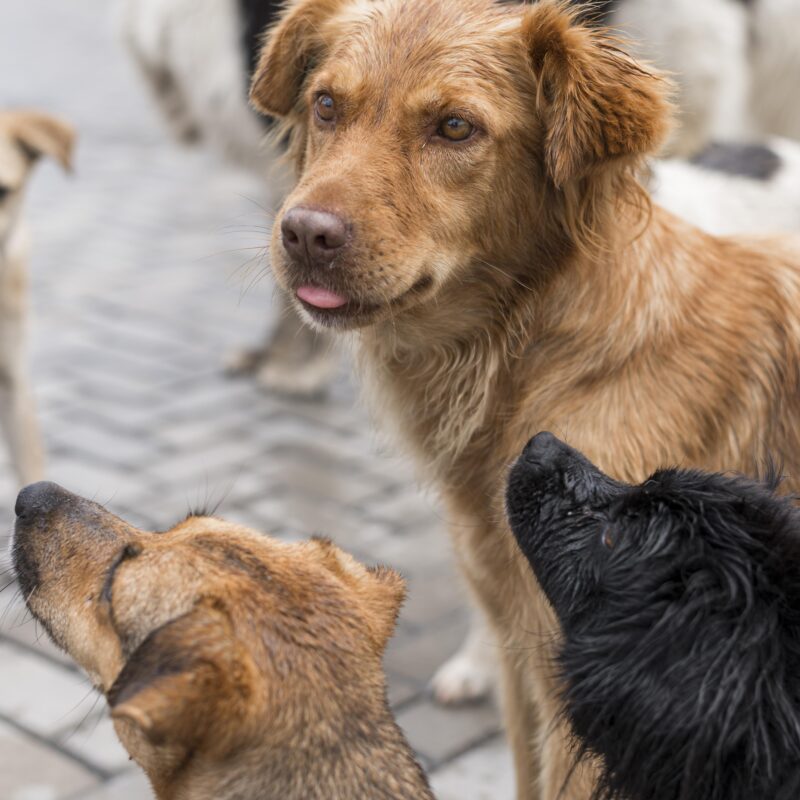 Горячая линия для отлова бездомных собак: как новый законопроект пытается навести порядок во дворах