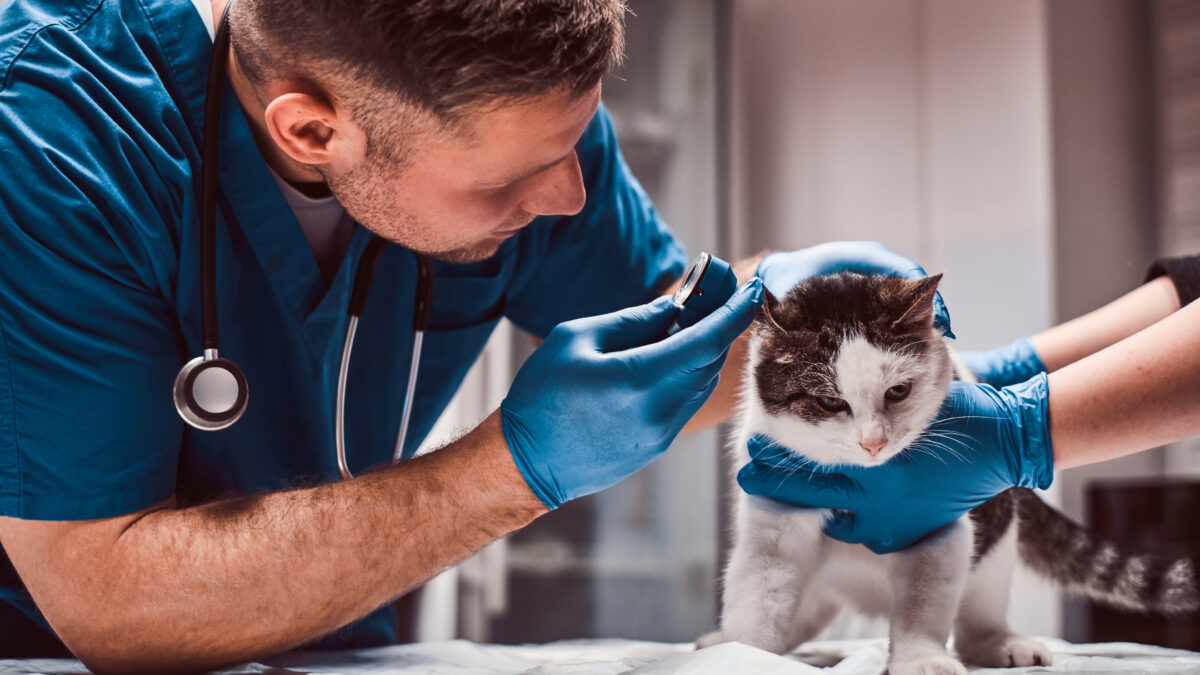 Большинство россиян не против, чтобы их питомцы были донорами