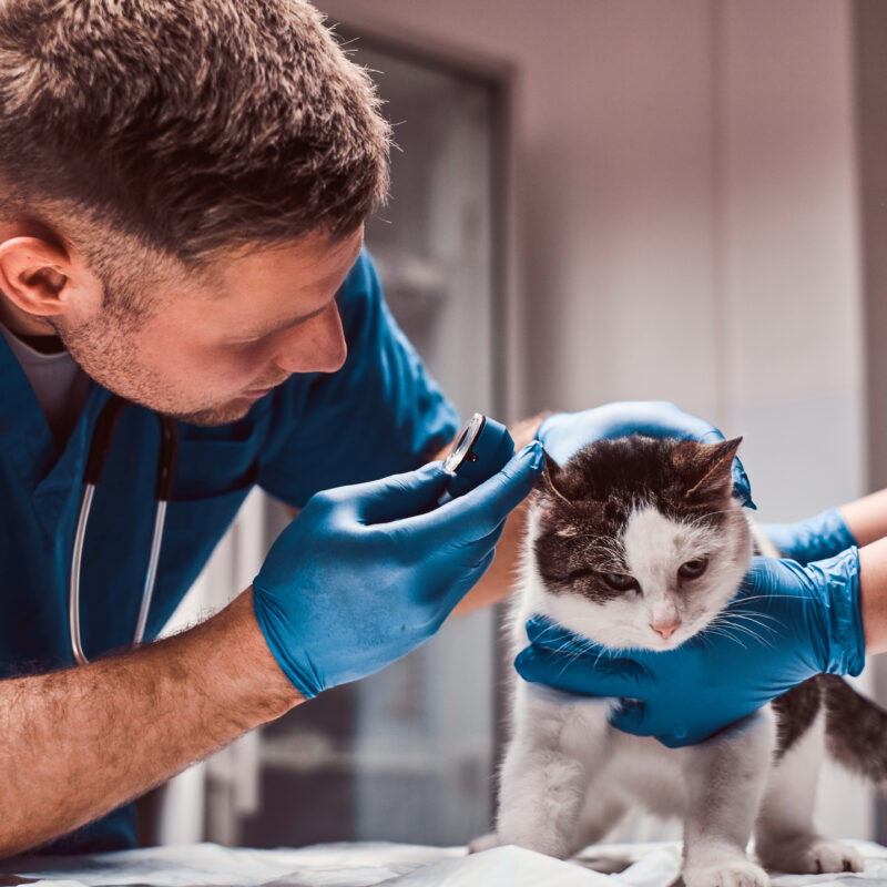 Большинство россиян не против, чтобы их питомцы были донорами