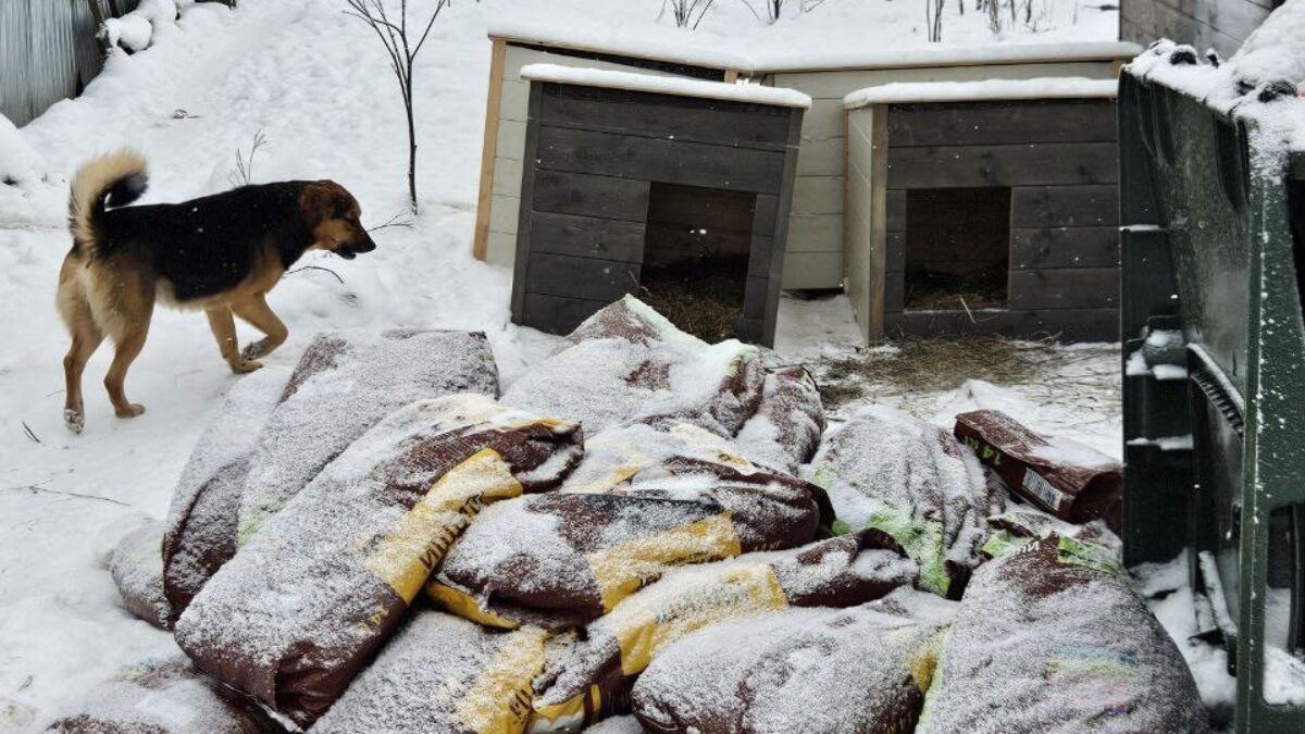 В приюте «Островок надежды» нашли погибших животных