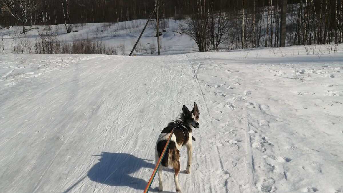 Первичный осмотр состояния подопечного из приюта перед выходом на прогулку