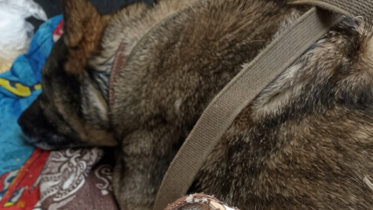 Додобоню не бросят: чем закончился скандал с собакой, которую запретили укрывать пледом?