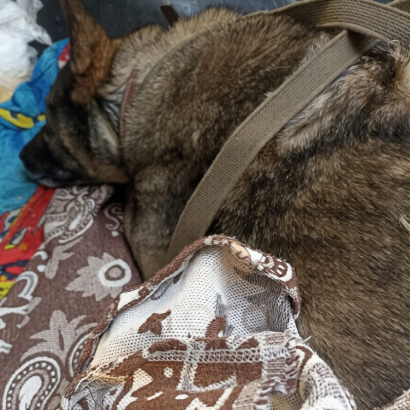 Додобоню не бросят: чем закончился скандал с собакой, которую запретили укрывать пледом?