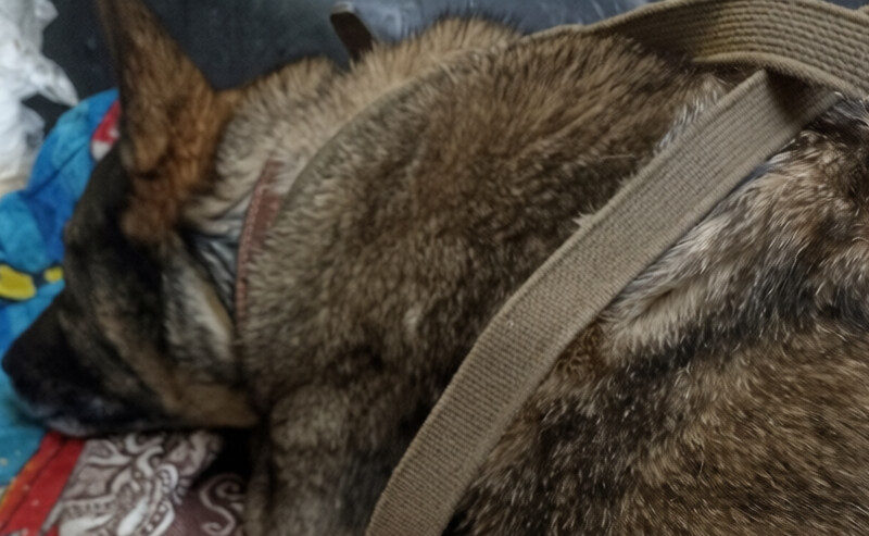 Додобоню не бросят: чем закончился скандал с собакой, которую запретили укрывать пледом?