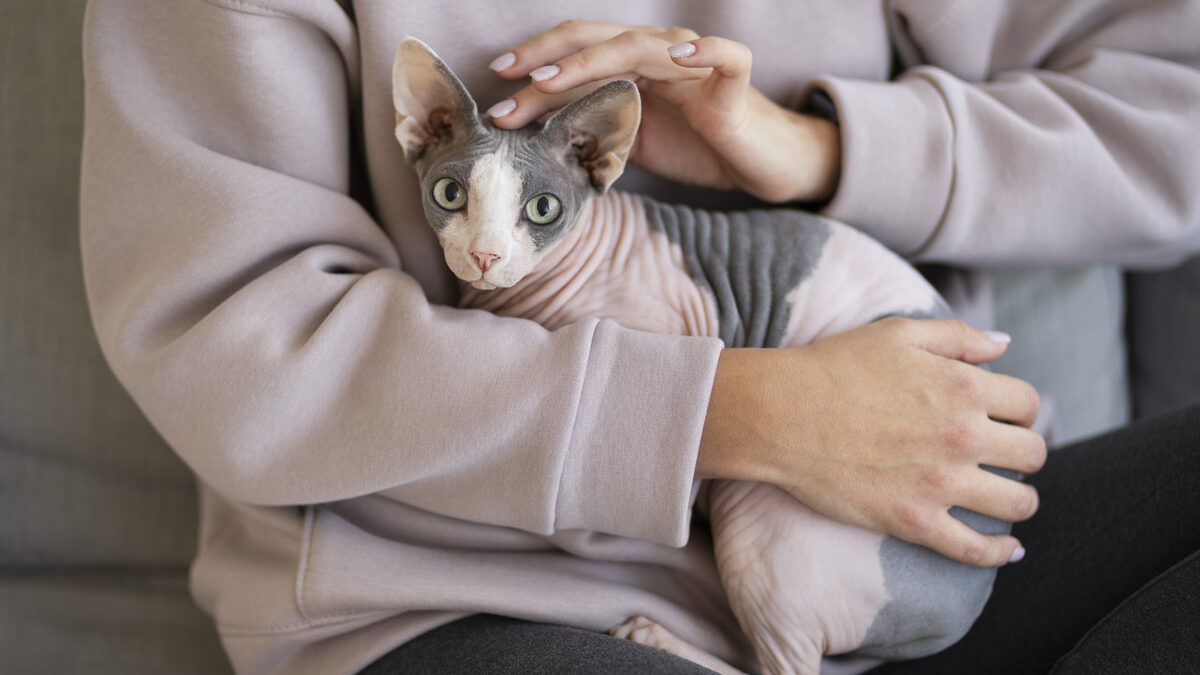 День кошек в России: история праздника, традиции и приметы