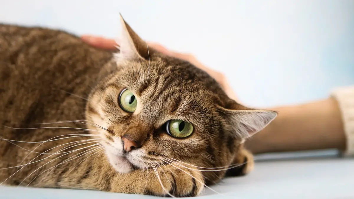 На фестивале любви к домашним животным и бережного отношения к окружающей среде ЗООФЕСТ ЭКО можно…