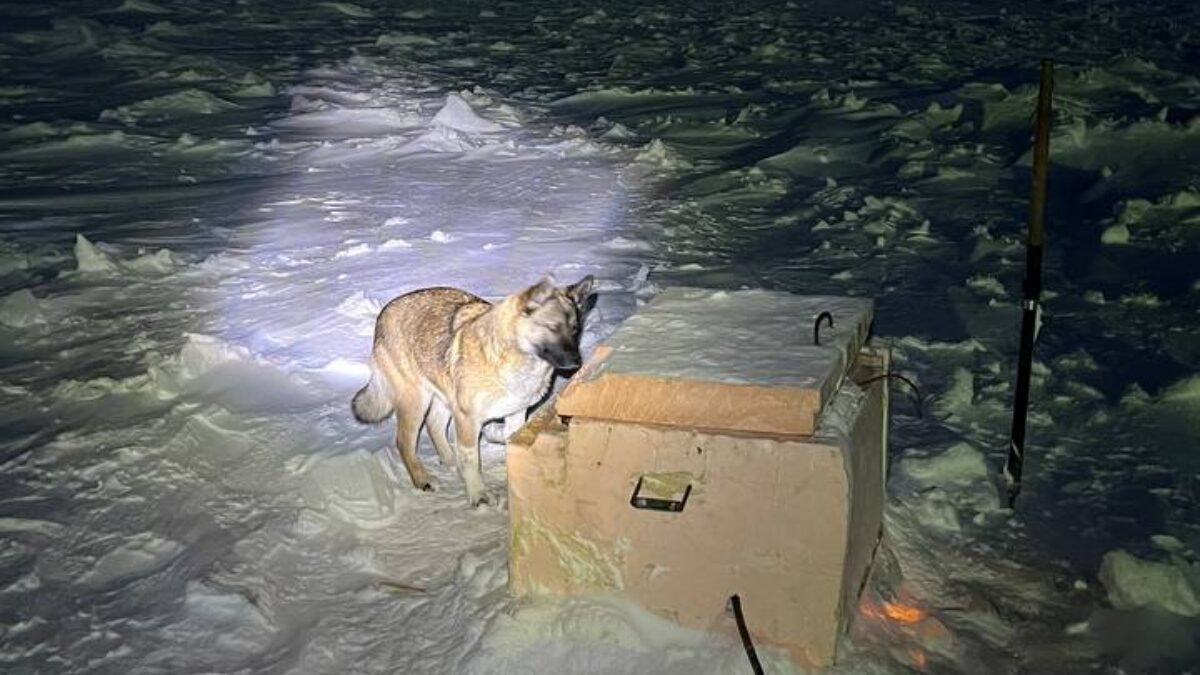 Нерпа поселилась у метеорологов на севере Красноярского края