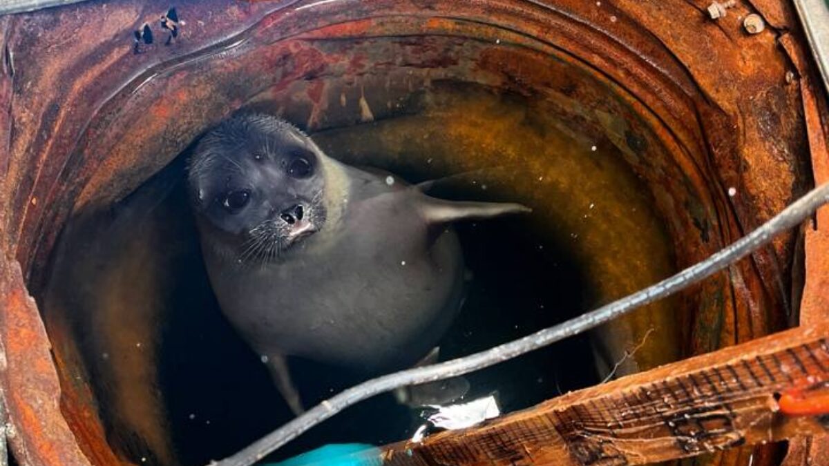 «А мы думали, она добрая»: метеоролог рассказал о нерпе с характером, которая приплывает на станцию