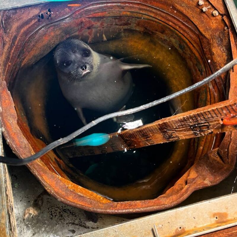 «А мы думали, она добрая»: метеоролог рассказал о нерпе с характером, которая приплывает на станцию