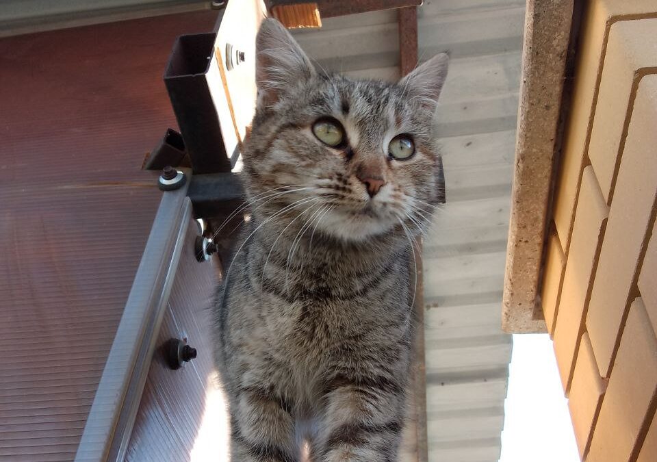 Да сдохнет он! Или как Муся не сдалась