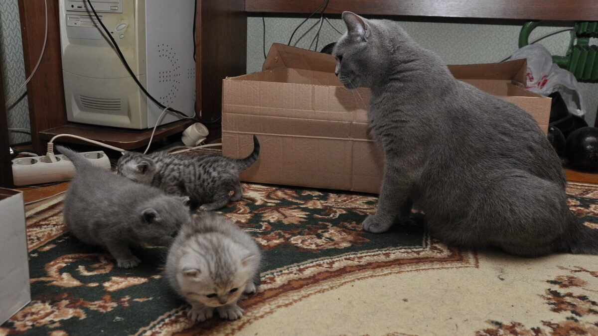 Мурчащие судьбы: кто они для нас — питомцы, друзья или члены семьи?   