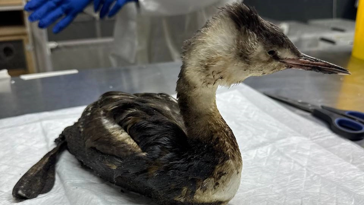 Шторм поднял мазут со дна Чёрного моря – пострадали десятки птиц