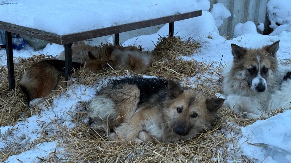 Бояться и делать: как волонтёры спасают животных из приюта «Островок Надежды»