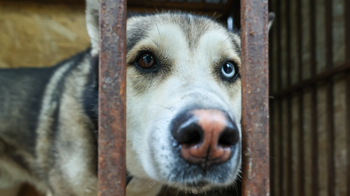 Как взять собаку из приюта и подарить ей счастливую жизнь