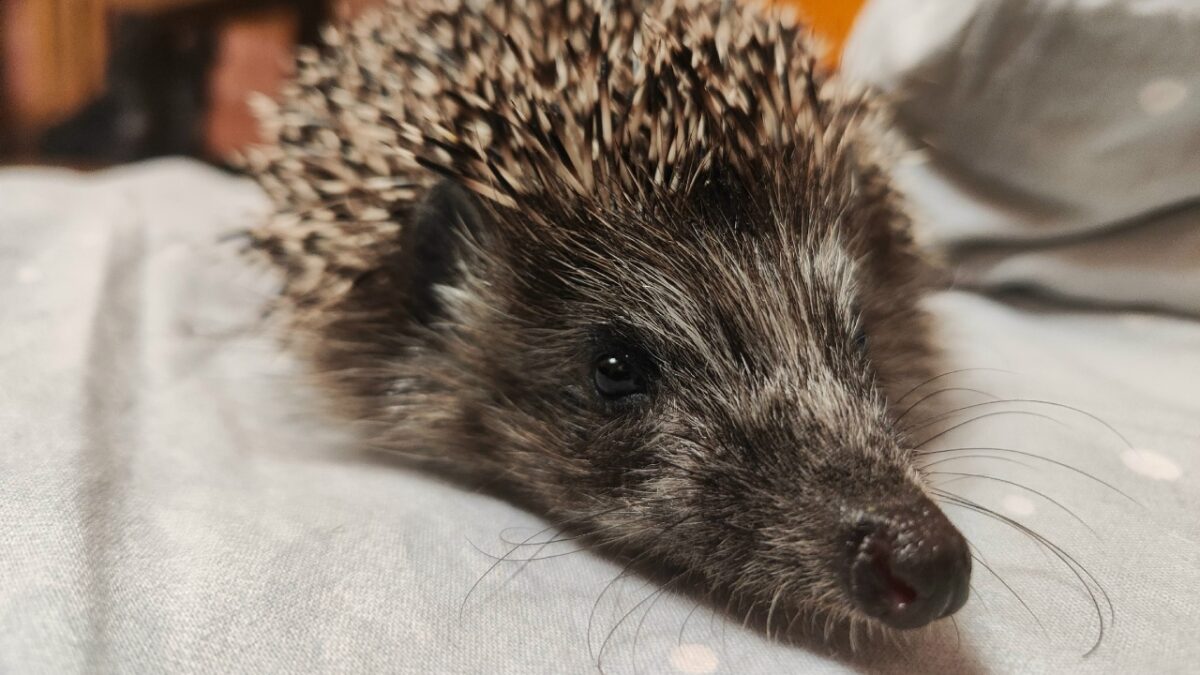 «Положите в прохладное место»: эксперты рассказали, что делать, если нашли ежа, вышедшего из спячки