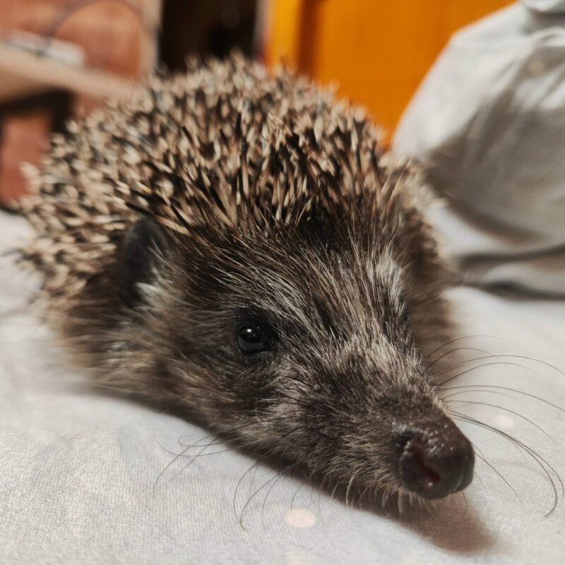 Нашли ежа, который рано вышел из спячки, в Воронеже