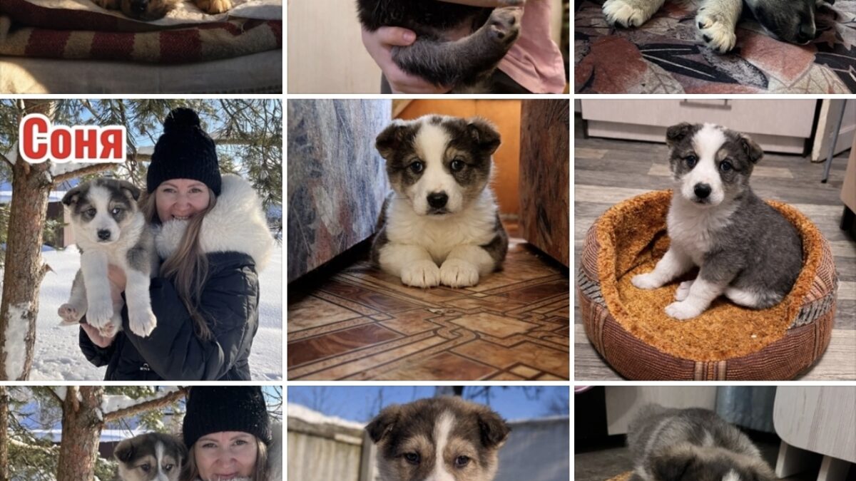 Давайте поможем найти маленьким хвостикам дом