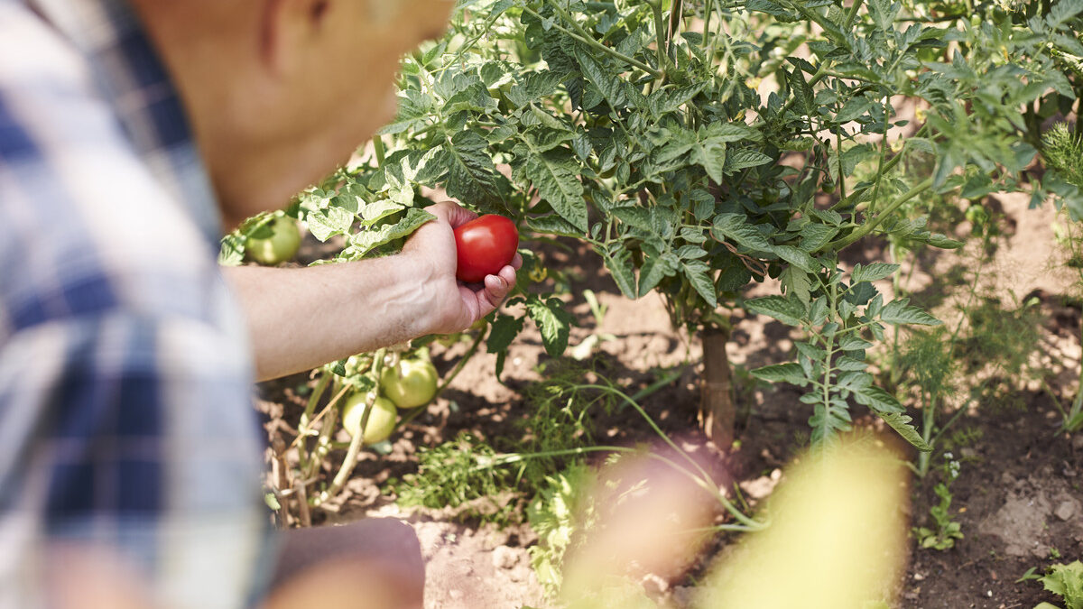 Огурцы, перец, помидоры: когда сажать рассаду в 2026 году по лунному календарю – инструкция