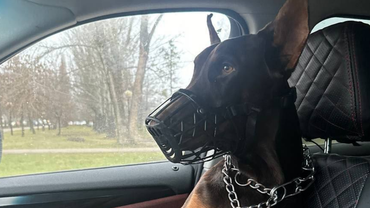 Привязали истощённого добермана к забору возле больницы: волонтёры спасли умирающую собаку