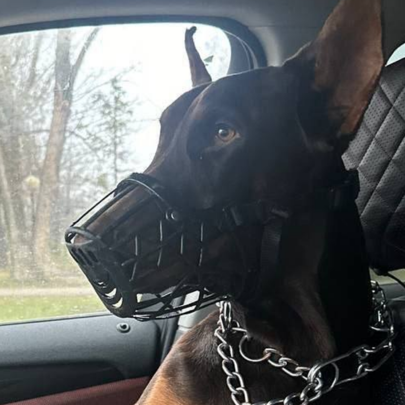 Спасли собаку: добермана в Уфе привязали к забору