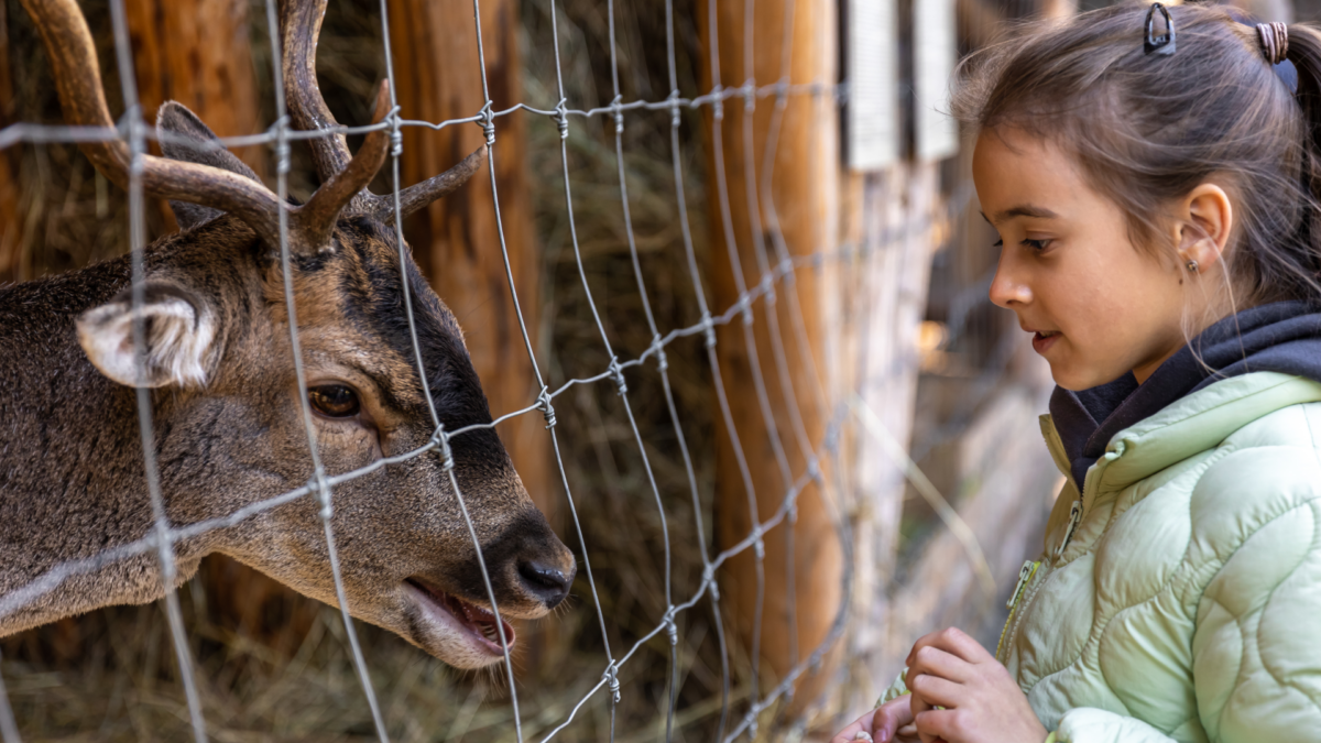 Проблемы зоопарков: взгляд архитектора Татьяны Сердюковой