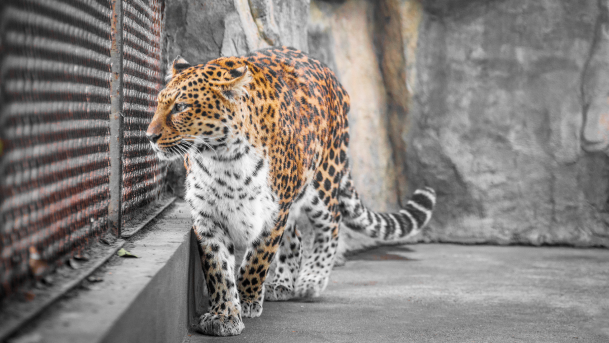 «Пока мы смотрим на тигра сквозь стекло, клетка – внутри нас»: что не так с современными зоопарками