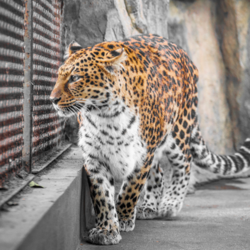 Проблемы зоопарков: взгляд архитектора Татьяны Сердюковой