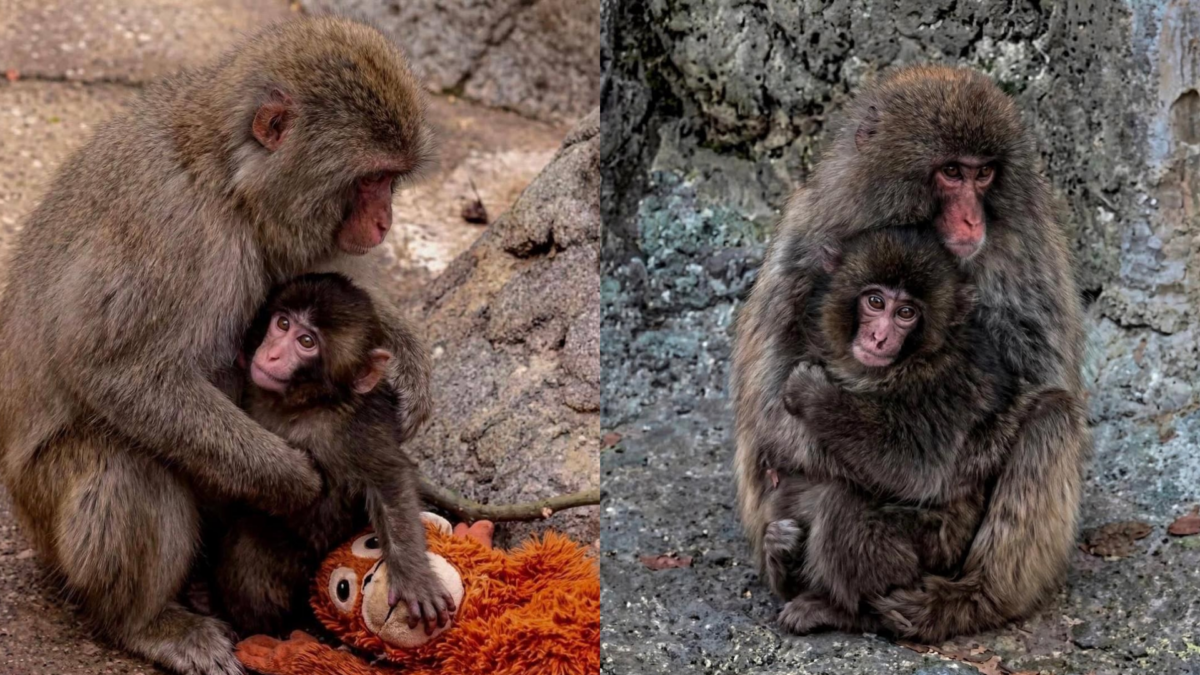 Обезьянку Панча обняли: долгожданная трогательная история