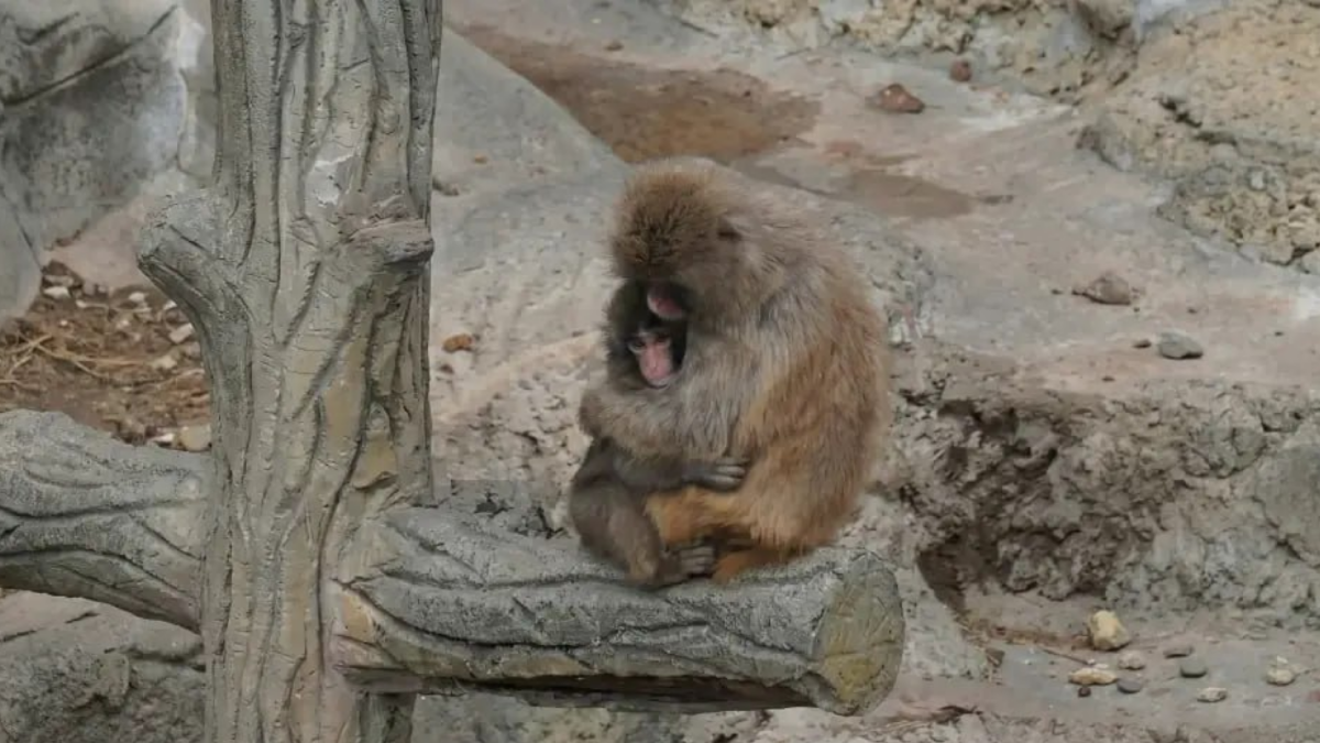 «До слёз»: видео, как отвергнутую обезьянку Панча обнимает взрослая макака, растрогало россиян