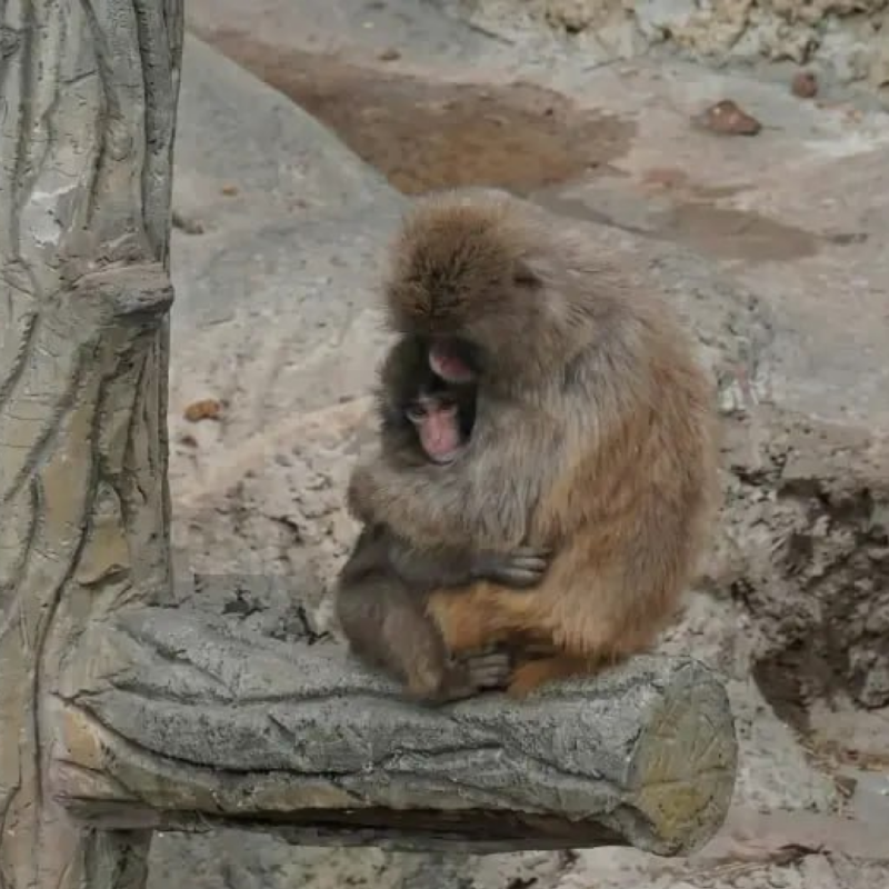 Обезьянку Панча обняли: долгожданная трогательная история