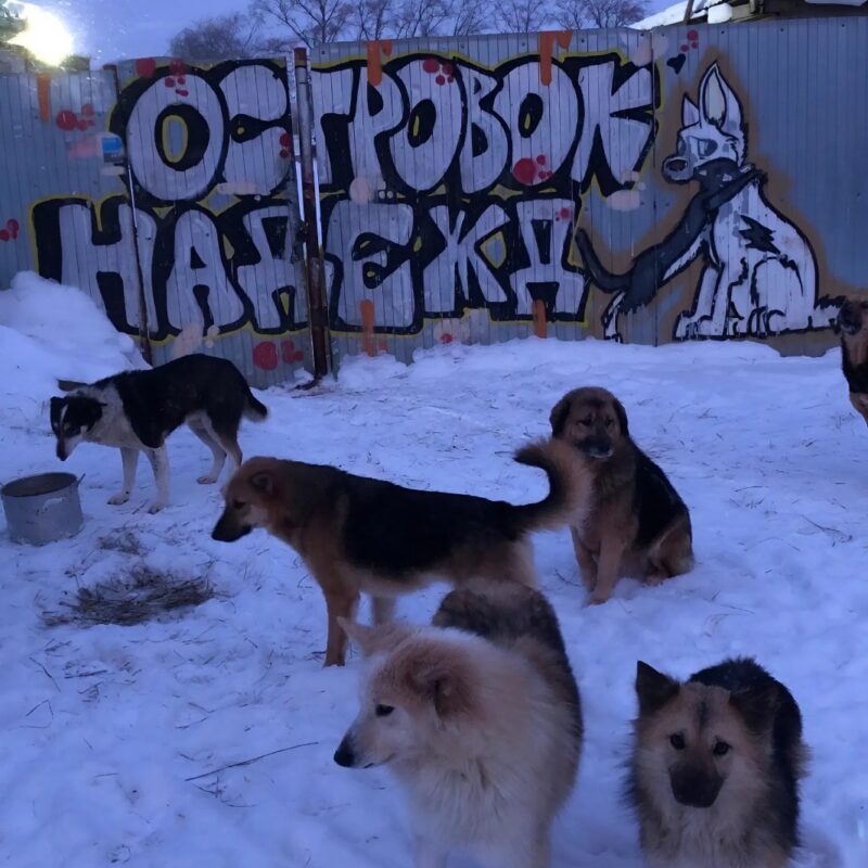 В приюте «Островок надежды» нашли погибших животных