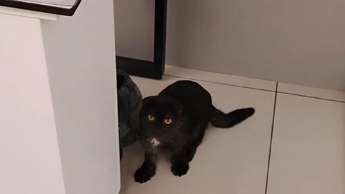 «Малыш просто умрёт в сугробах»: брошенного в лесу кота с неизлечимой болезнью спасли волонтёры