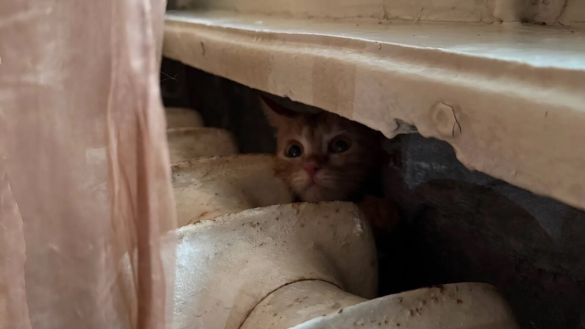 Видно, делала для них, что могла: волонтёры спасли 17 кошек, которых опекала одинокая женщина