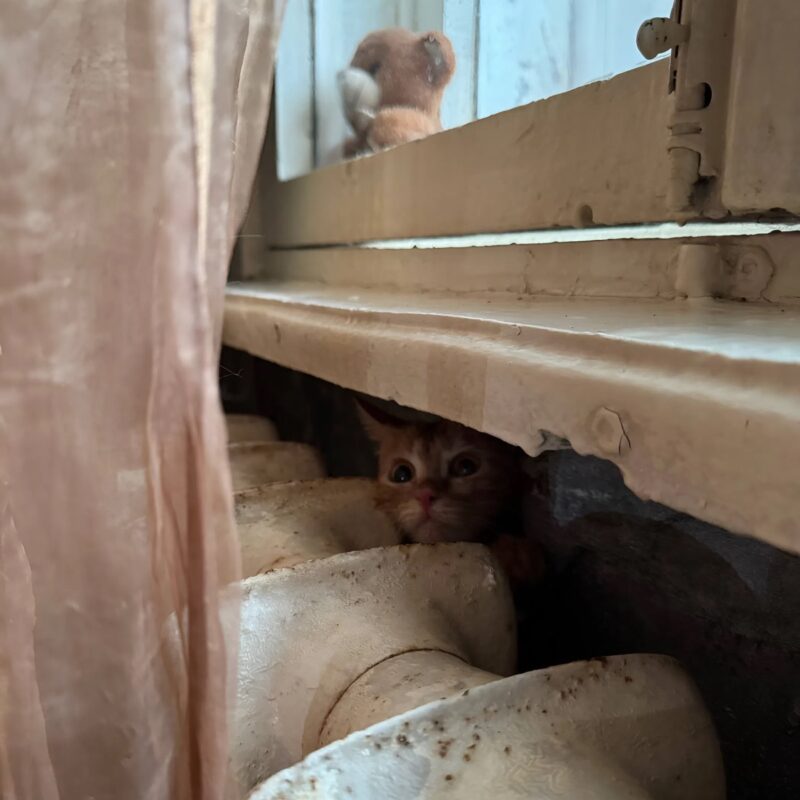 Видно, делала для них, что могла: волонтёры спасли 17 кошек, которых опекала одинокая женщина