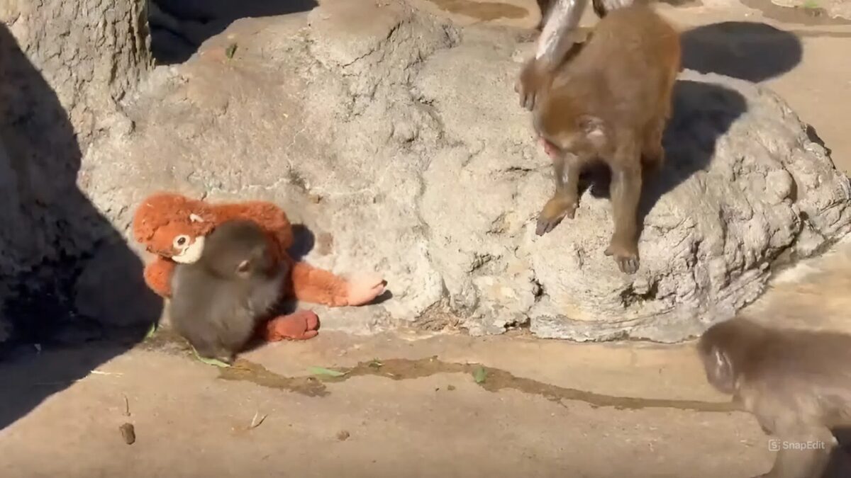 Обезьянку Панча снова обижают взрослые члены стаи