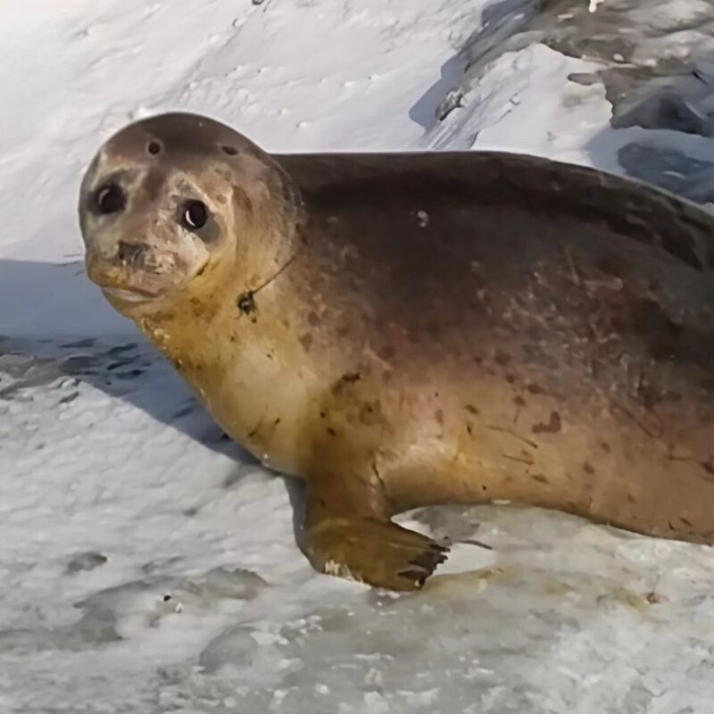 Спасли тюленя, который потерялся на озере, волонтёры