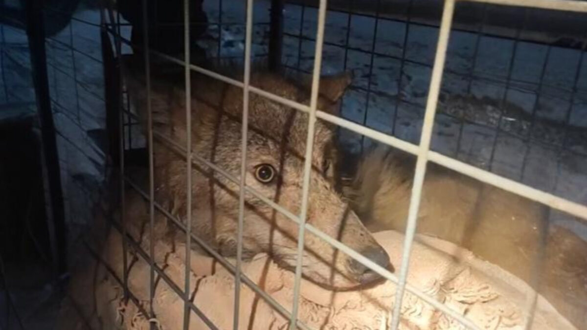 «Заинька, не плачь, здесь тебя не обидят»: волонтёры спасли умирающую волчицу